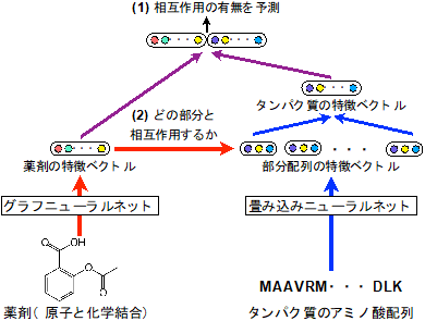 薬剤とタンパク質の相互作用の予測手法（写真：産総研の発表資料より）