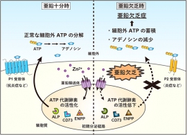 研究の概要図。（画像: 京都大学発表資料より）