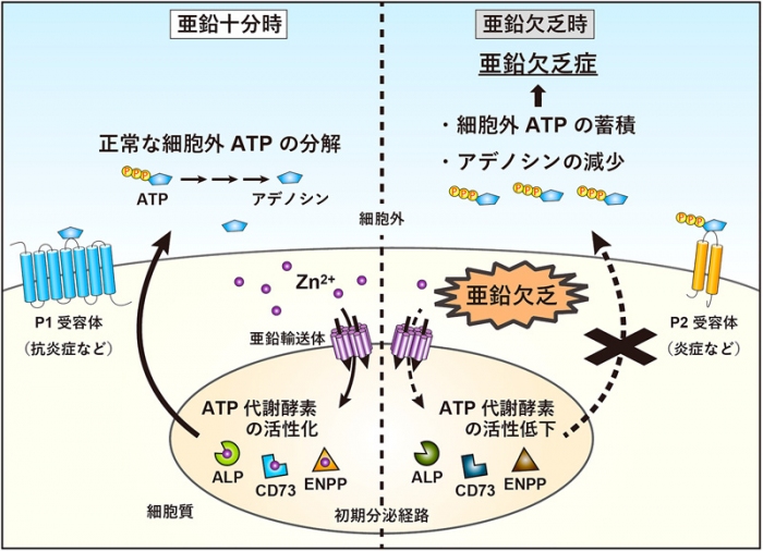 研究の概要図。（画像: 京都大学発表資料より）