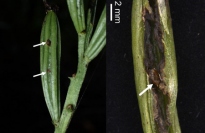 一見すると健全なランミモグリバエの食害を受けた果実（左）。と左図の果実を割ったものの拡大図（右）。食害された果実の中身は空であることがわかる。矢印で示した茶色に見える部分は、ランミモグリバエの蛹。（画像:神戸大学発表資料より）