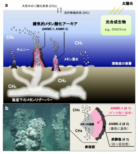 （a） 黒海の深海底に見られる「メタン」の冷湧水の概要、（b） チムニー内部に高密度で棲息する嫌気的メタン酸化アーキア（ANME）。（画像:海洋研究開発機構発表資料より）