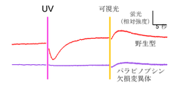 パラピノプシン1種類により色検出が行われていることを示すカルシウムイメージングの結果。（画像:大阪市立大学発表資料より）