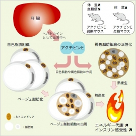 アクチビンEのエネルギー代謝亢進作用。（画像:京都大学発表資料より）