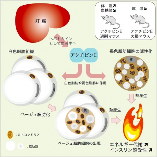 アクチビンEのエネルギー代謝亢進作用。（画像:京都大学発表資料より）