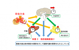 研究の概要。（画像:名古屋大学発表資料より）