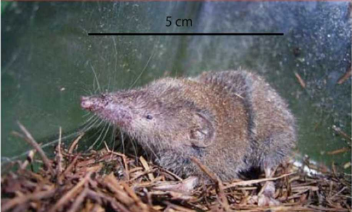 ニホンジネズミ。（The Wild Mammals of Japan. Second edition （Ohdachi et al., 2015） （松香堂, 日本哺乳類学会）より）