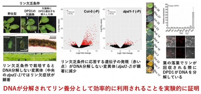 DPD1ヌクレアーゼ＝オルガネラDNAを分解する酵素を発見。（画像:神戸大学発表資料より）