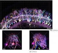 マウス嗅球僧帽細胞・房飾細胞のTetbow法染色例（画像: 九州大学の発表資料より）