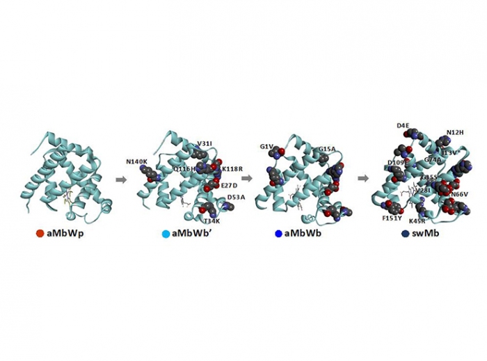 クジラミオグロビン（Mb）の分子進化に伴うアミノ酸置換。(画像: 立命館大学の発表資料より)