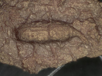 コクゾウムシ入り土器の表面のコクゾウムシ圧痕のレプリカの写真。（画像:熊本大学発表資料より）