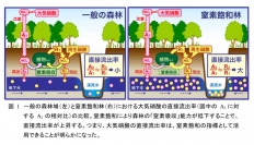 一般の森林と窒素飽和状態の森林における硝酸（窒素）の流れ（画像: 名古屋大学の発表資料より）