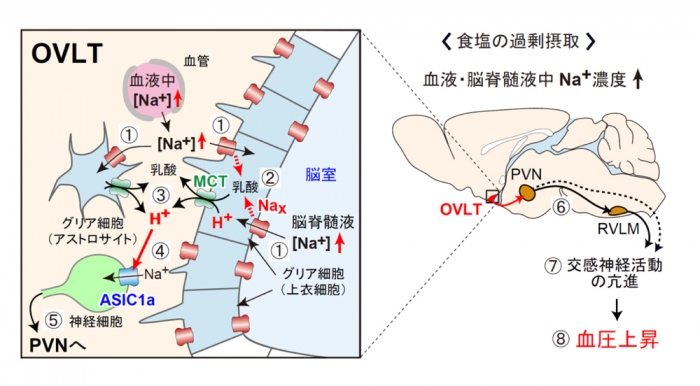 体液のNa+度上昇に応答した血圧上昇を担う脳内メカニズム。（画像:基礎生物学研究所発表資料より）