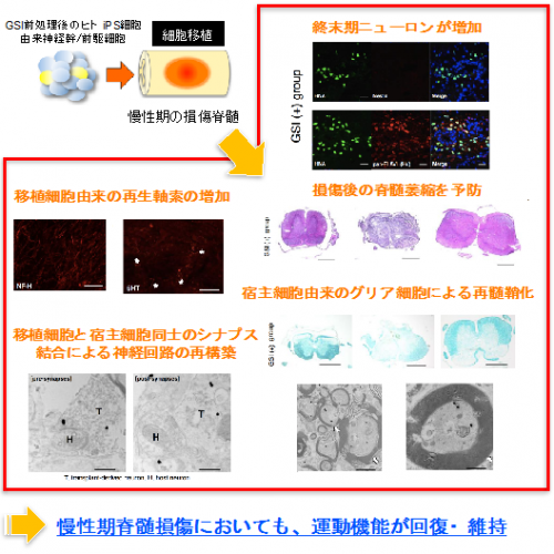 研究の概要。（画像:日本医療研究開発機構発表資料より）