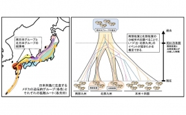 研究の概要。（画像:岡山大学発表資料より）