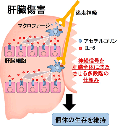 肝臓が急速に再生される仕組み。