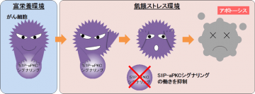 ストレスによるがん細胞死のブレーキ役として働く「S1P-aPKCシグナリング」。(画像: 神戸大学の発表資料より)