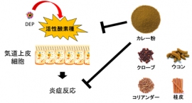 カレー粉に含まれる４つのスパイスがPM2.5による炎症を抑える効果が確認された（イメージ図：ハウス食品の発表資料より）