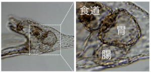 ウニ幼生の胃と幽門の簡略図。（画像:筑波大学発表資料より）