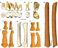 発掘された原人の骨を異なる角度から見たもの。（画像:フィリピン大学発表資料より）