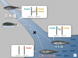 イトヨの淡水域への進出とDHA合成酵素Fads2遺伝子の増加。(画像:国立遺伝学研究所発表資料より) イトヨの淡水域への進出とDHA合成酵素Fads2遺伝子の増加。(画像:国立遺伝学研究所発表資料より)