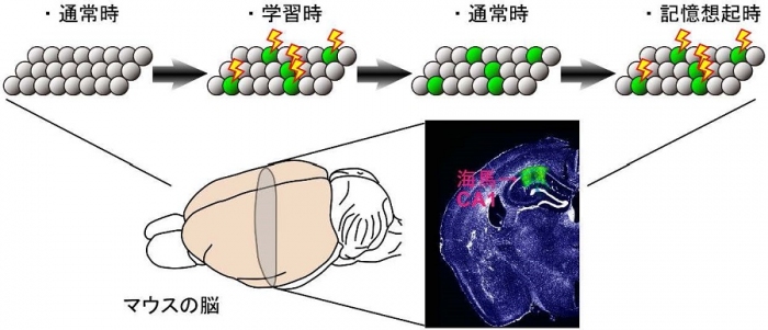 記憶痕跡細胞の活動と記憶の関係（富山大学表資料より）