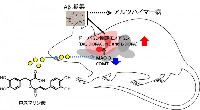 アルツハイマー病予防に繋がるロスマリン酸の作用メカニズム（東京大学発表資料より）