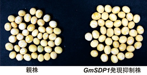 形質転換株の種子は親株と比較して肥大化し、油脂含量が増加した。（画像:基礎生物学研究所発表資料より）