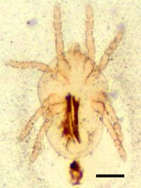 ニュウムラカタツムリダニ。スケール:0.1mm。（画像:東邦大学発表資料より）