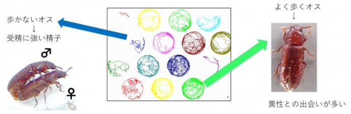 コクヌストモドキの歩行軌跡　よく歩く個体の交尾回数が多いが、歩かないオスのほうが受精に強い精子を持つ（写真：岡山大学の発表資料より）