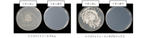 2種類の菌による効果試験の結果。（画像: シャープの発表資料より）