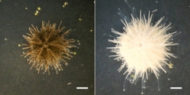 ノックアウト成体ウニ。スケールバーは2mm。（画像:広島大学発表資料より）