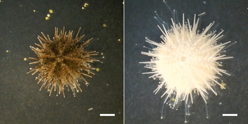 ノックアウト成体ウニ。スケールバーは2mm。（画像:広島大学発表資料より）