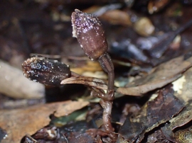 花が一度も開くことがないまま結実するアマミヤツシロラン。（画像:神戸大学発表資料より）