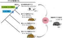 毛が黒色に変化する発現異常がみられる「ノンアグーチ」と日本産の愛玩用マウスとの関連（写真：国立遺伝学研究所の発表資料より）