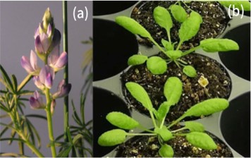 ホソバルピナス(a)と、シロイヌナズナ(b)（画像: 千葉大学の発表資料より）