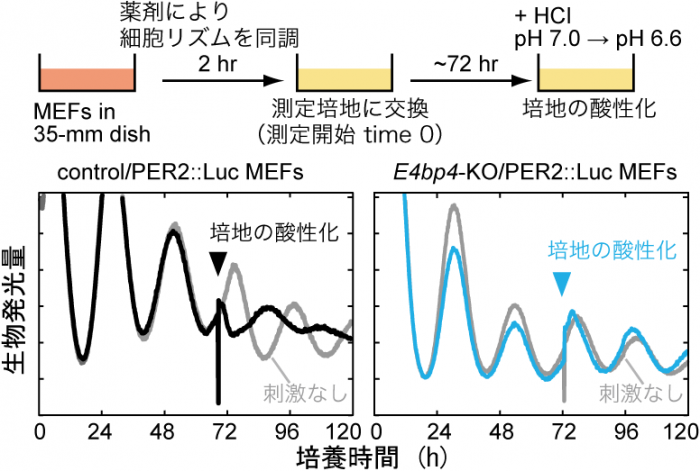 D-box活性の変化により体内時計をコントロールする仕組み。（画像: 東京大学の発表資料より）