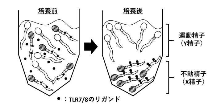 TLR7とTLR8がX精子に及ぼす影響。（画像:広島大学発表資料より）