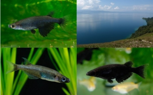 ポソ湖（右上）と3種のメダカ。（画像:九州大学発表資料より）