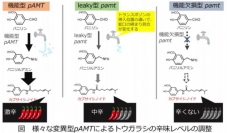 様々な変異型pAMTによるトウガラシの辛味レベルの調整。（図:京都大学発表資料より）