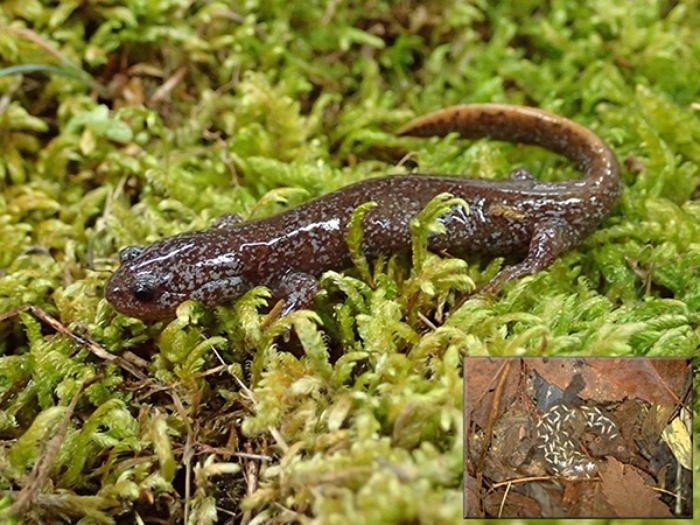 ヤマトサンショウウオ （Hynobius vandenburghi） とその卵嚢 （右下）。（写真撮影:岐阜高校3年生：自然科学部生物班部長　常川光樹氏）