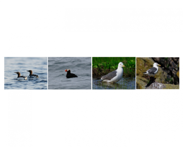 1980年より大きく減少した4種（左からウミガラス、エトピリカ、ウミネコ、オオセグロカモメ）。（画像:北海道大学発表資料より）