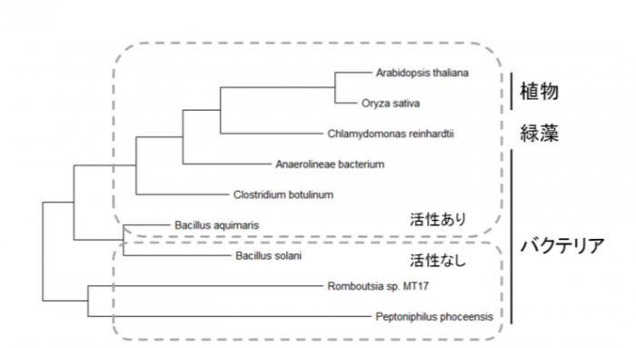 マグネシウム脱離酵素と相同な遺伝子の系統樹。植物の遺伝子はバクテリア由来であることを示唆している。（画像:北海道大学発表資料より）