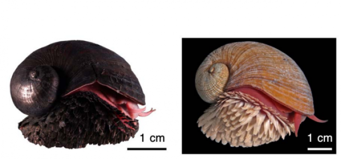 スケーリーフットの写真。左がKaireiフィールドで採取された硫化鉄を身にまとう個体。右がSolitaireフィールドで採取された硫化鉄をまとわない個体。（画像:海洋研究開発機構発表資料より）