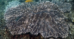 沖縄のサンゴ礁を泳ぐイイジマウミヘビ（真ウミヘビ類）。写真提供：笹井隆秀（琉球大学）