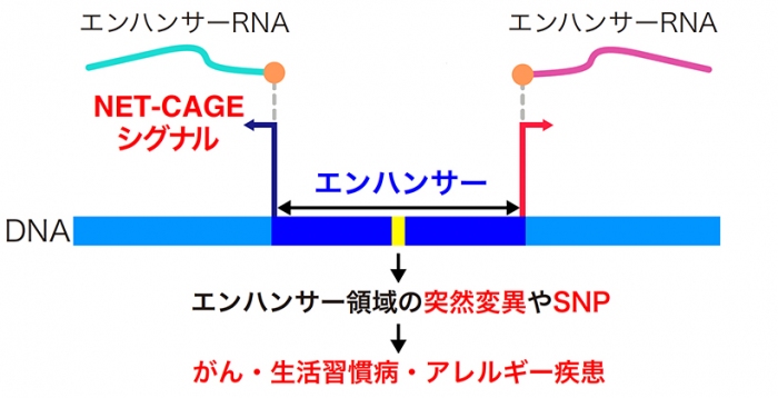 NET-CAGE法による疾患メカニズムの解明（画像: 京都大学の発表資料より）