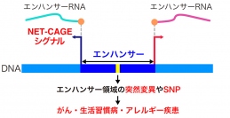 NET-CAGE法による疾患メカニズムの解明（画像: 京都大学の発表資料より）