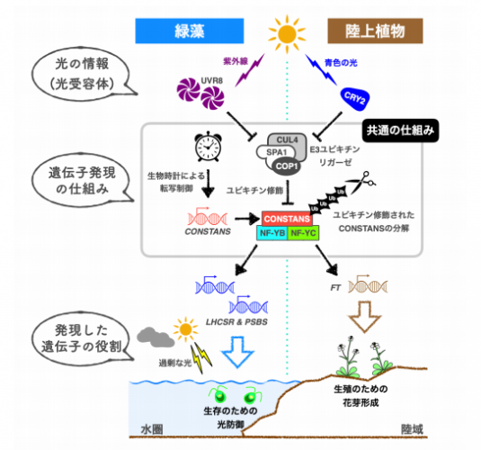 陸上植物の花形成と緑藻の光防御の仕組みの比較（写真：名大の発表資料より）