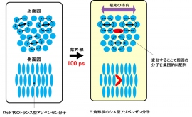 今回の研究で観測されたアゾベンゼン分子の集団運動(画像: 筑波大学の発表資料より) 今回の研究で観測されたアゾベンゼン分子の集団運動(画像: 筑波大学の発表資料より)