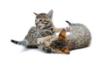 カリフォルニア大学デービス校の研究から、猫のマーキング物質が肛門嚢に住みついている微生物によって作られていることが明らかにされた。