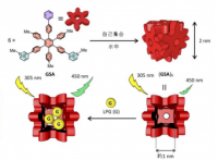 研究で用いた歯車状両親媒性分子（GSA）の化学構造式と六分子のGSAが、水中で集合化して形成するナノキューブと、ゲスト分子の内包の模式図。（画像:東京大学発表資料より）